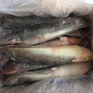 Catfish