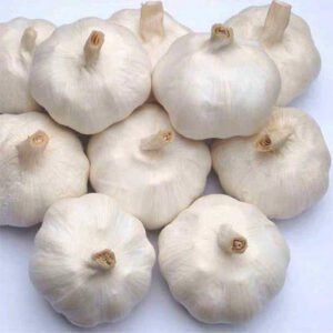 Fresh Garlic