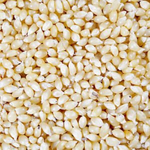 White Corn