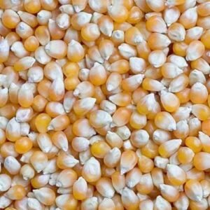 Red Corn