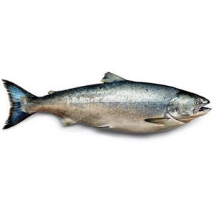 Salmon